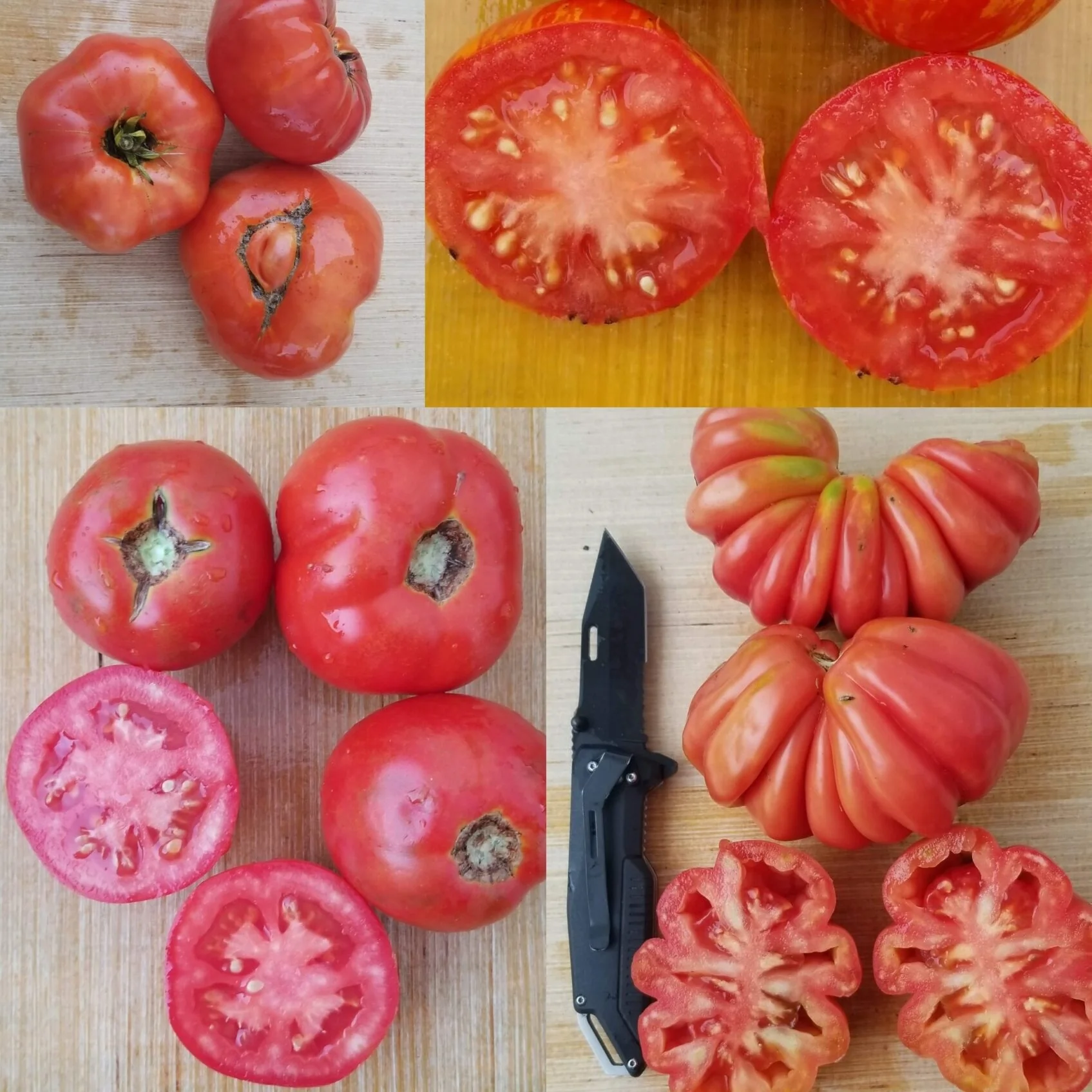 Tomate 'Red Mix' bio - Image 2