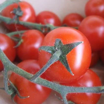 Tomate 'Riesentraube' bio