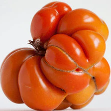 Tomate 'Sachan' bio - Image 2