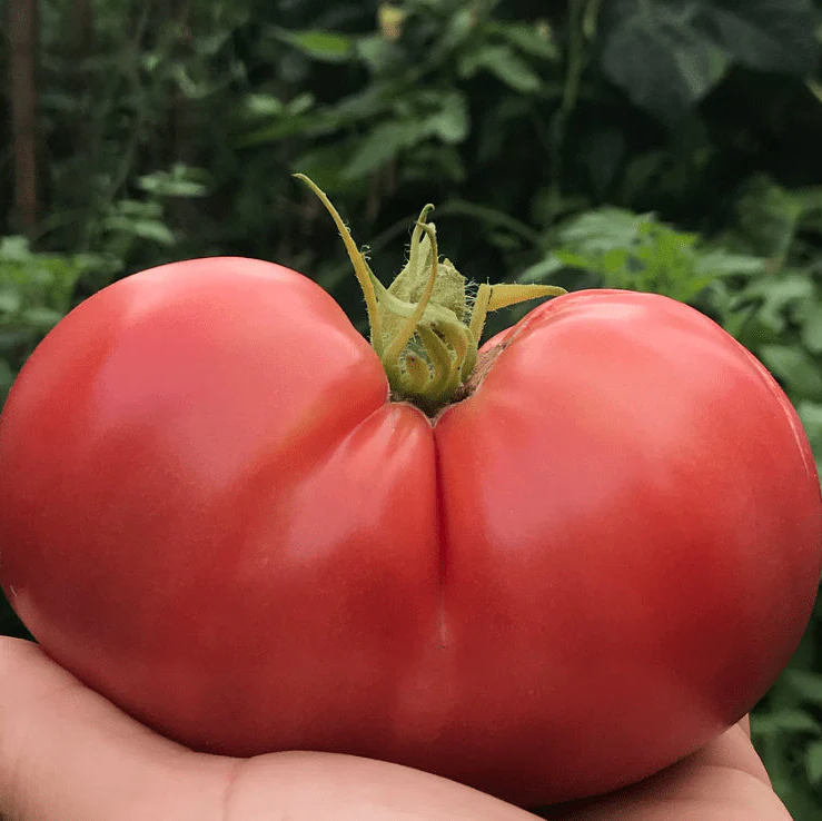 Tomate 'Savignac' bio