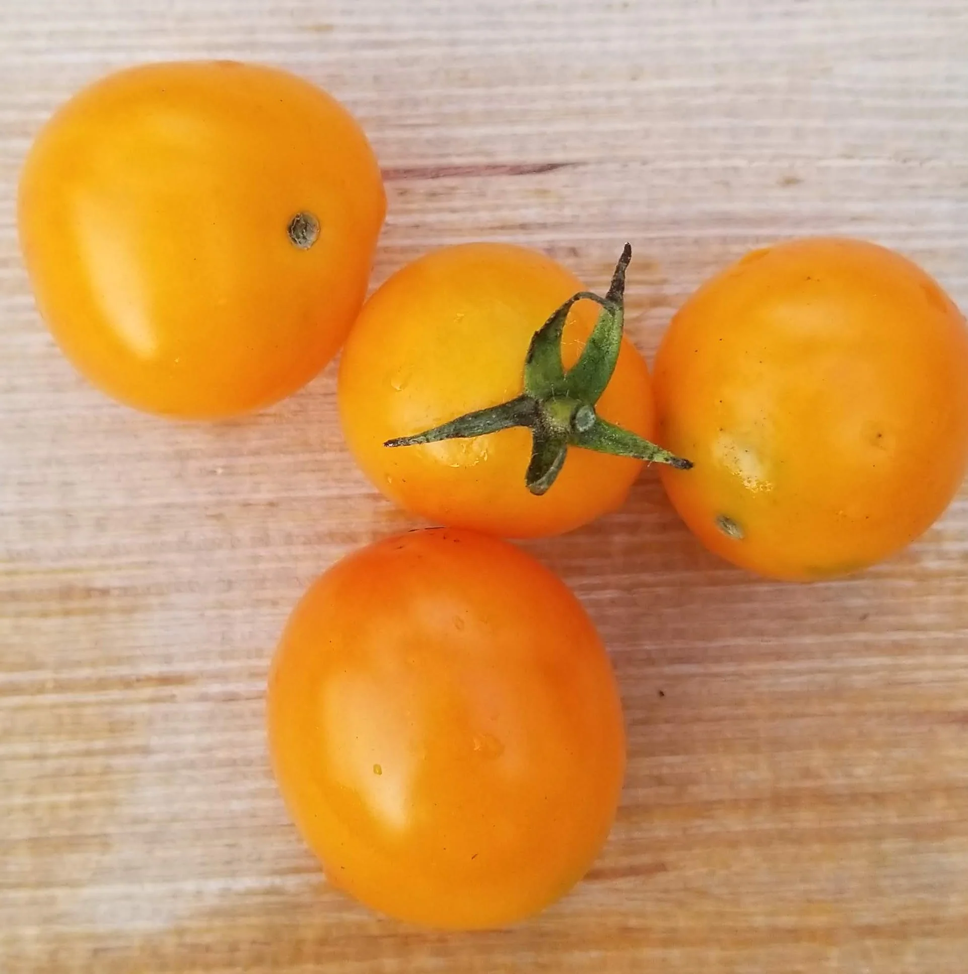 Tomate 'Sweet Orange' bio