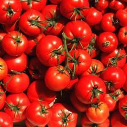 Tomate 'Thessaloniki' bio