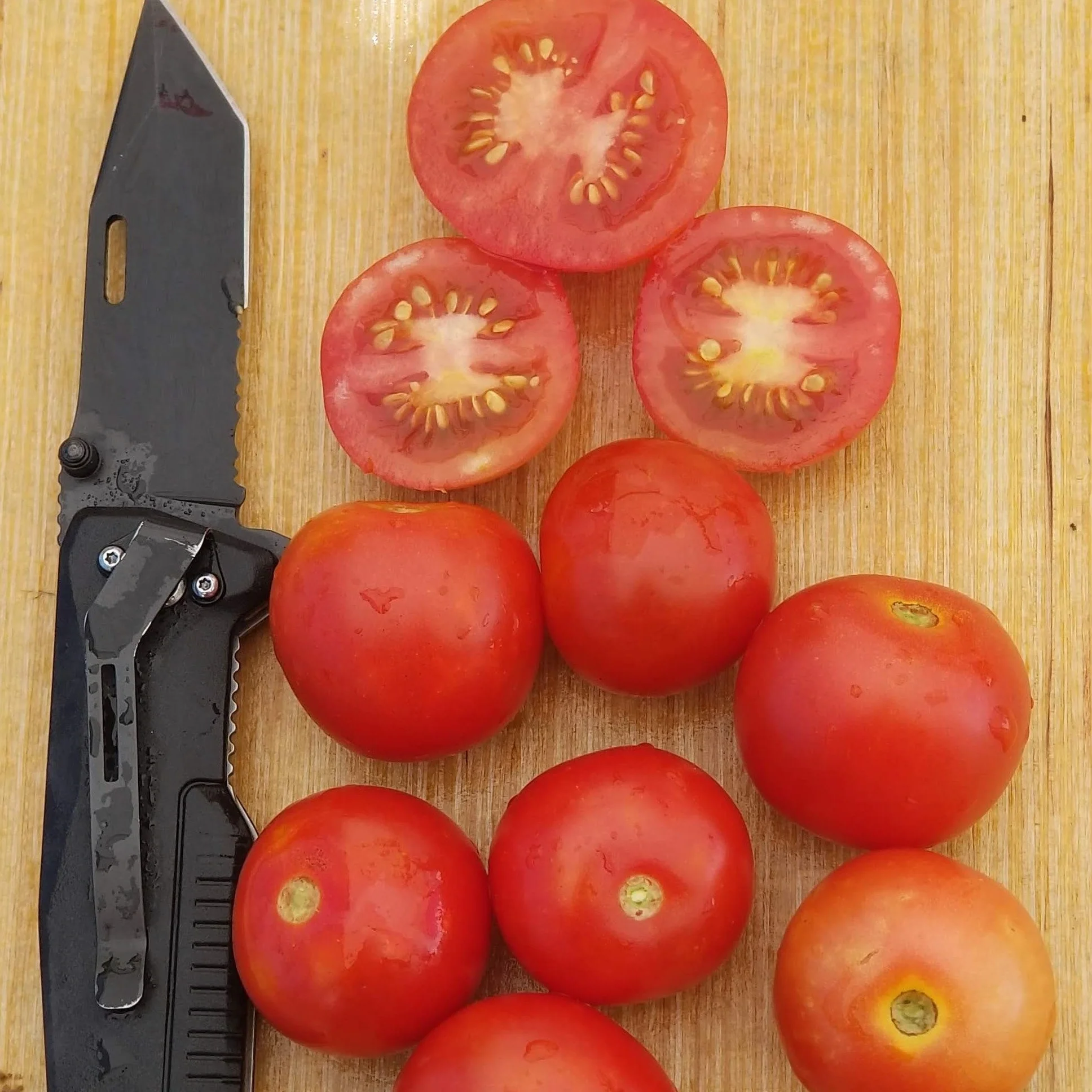 Tomate 'Tumbling Tom Red' bio