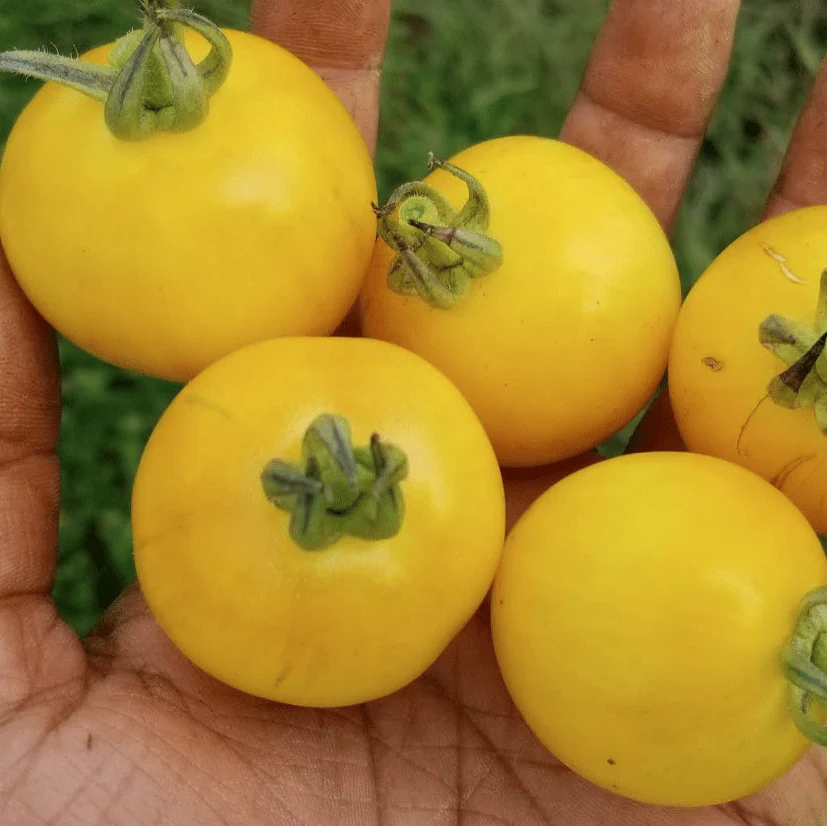 Tomate 'Vernissage Yellow' bio