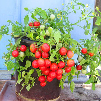 Tomate 'Whippersnapper' bio