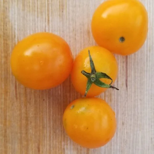 Tomate 'Yellow Mix' bio - Image 2