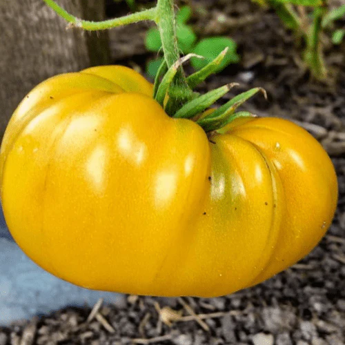 Tomate 'Yellow Mix' bio - Image 4