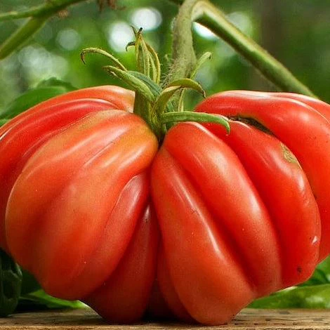 Tomate 'Zapotec Pink Ribbed' bio