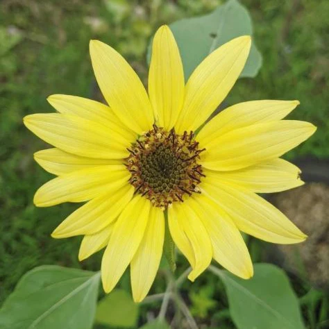 Tournesol 'Lemon Queen' bio