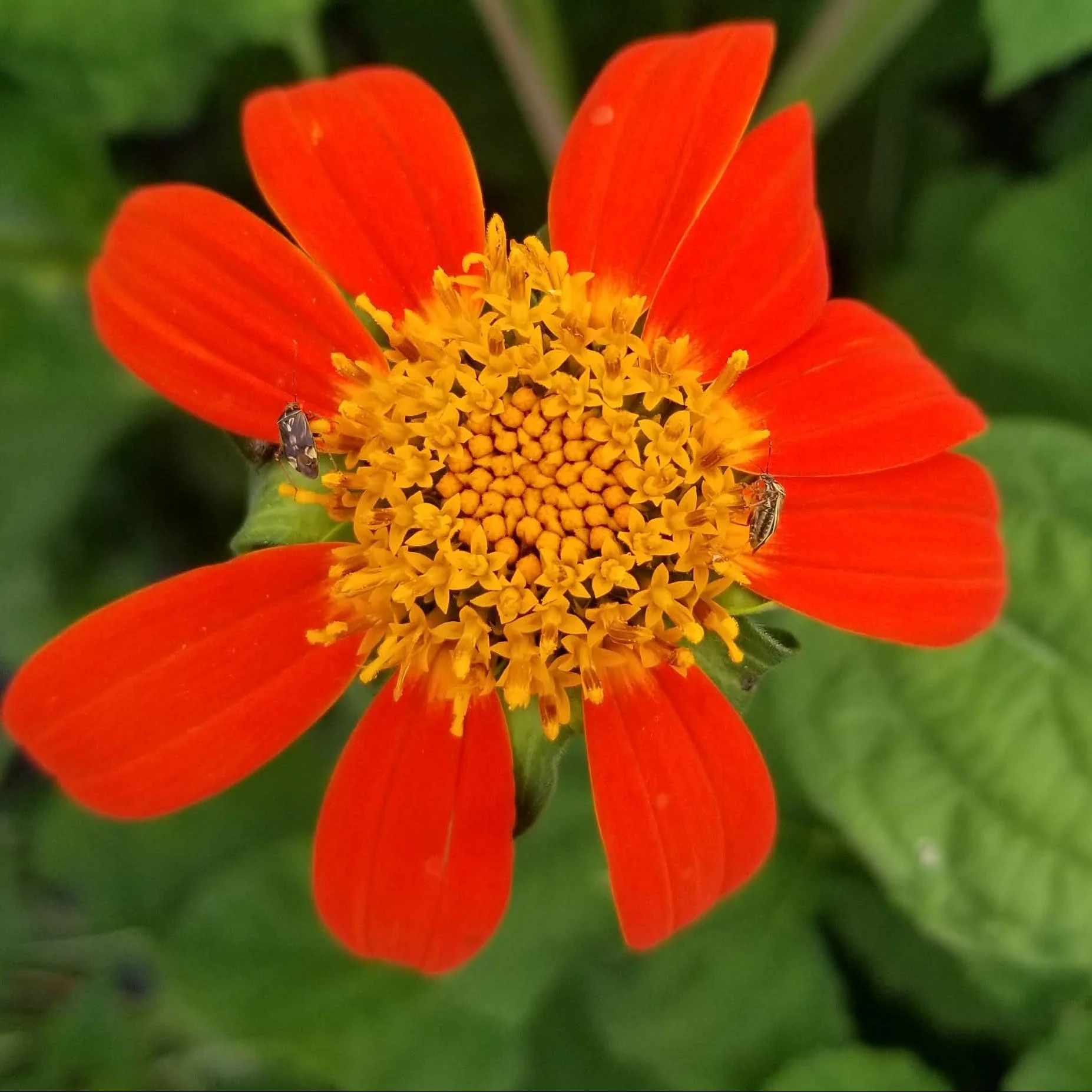 Tournesol 'Mexican Sunflower' bio