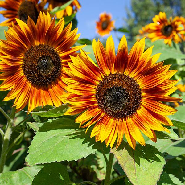 Tournesol 'Velvet Queen' bio