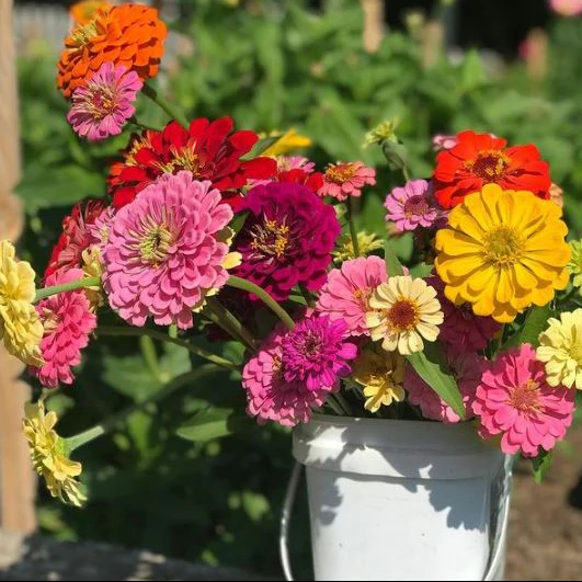 Mélange de zinnia 'Géants de Californie' bio