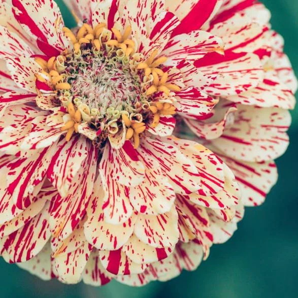 Mélange de zinnia 'Peppermint Stick' bio