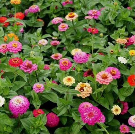 Mélange de zinnia 'Pumila' bio
