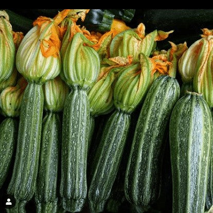 Zucchini 'Costata Romanesco' bio