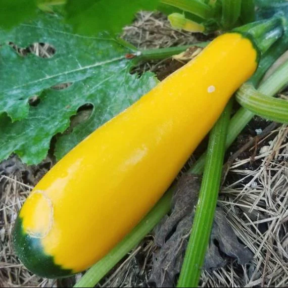 Zucchini 'Golden Zucchini' bio