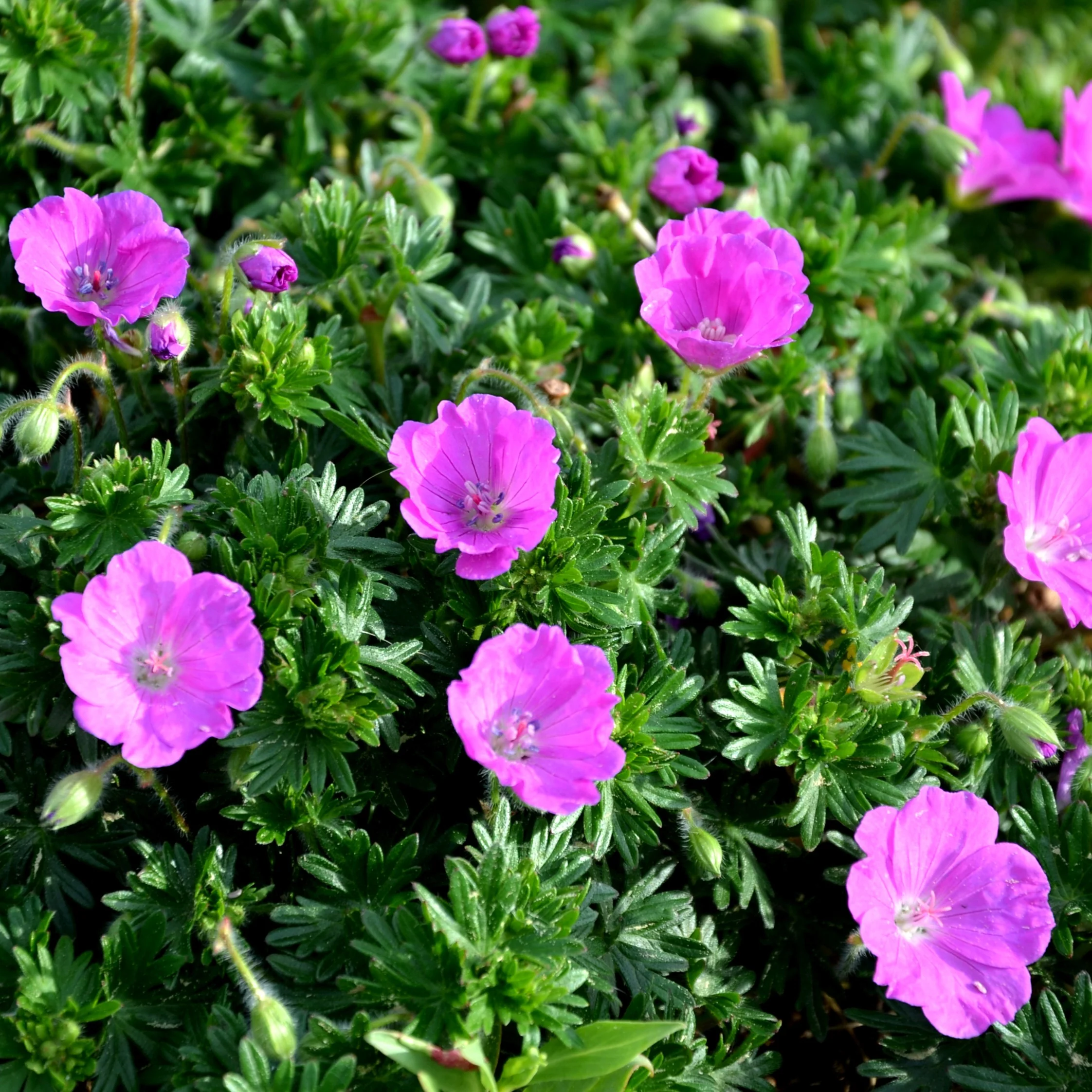 Géranium vivace 'Sanguineum'