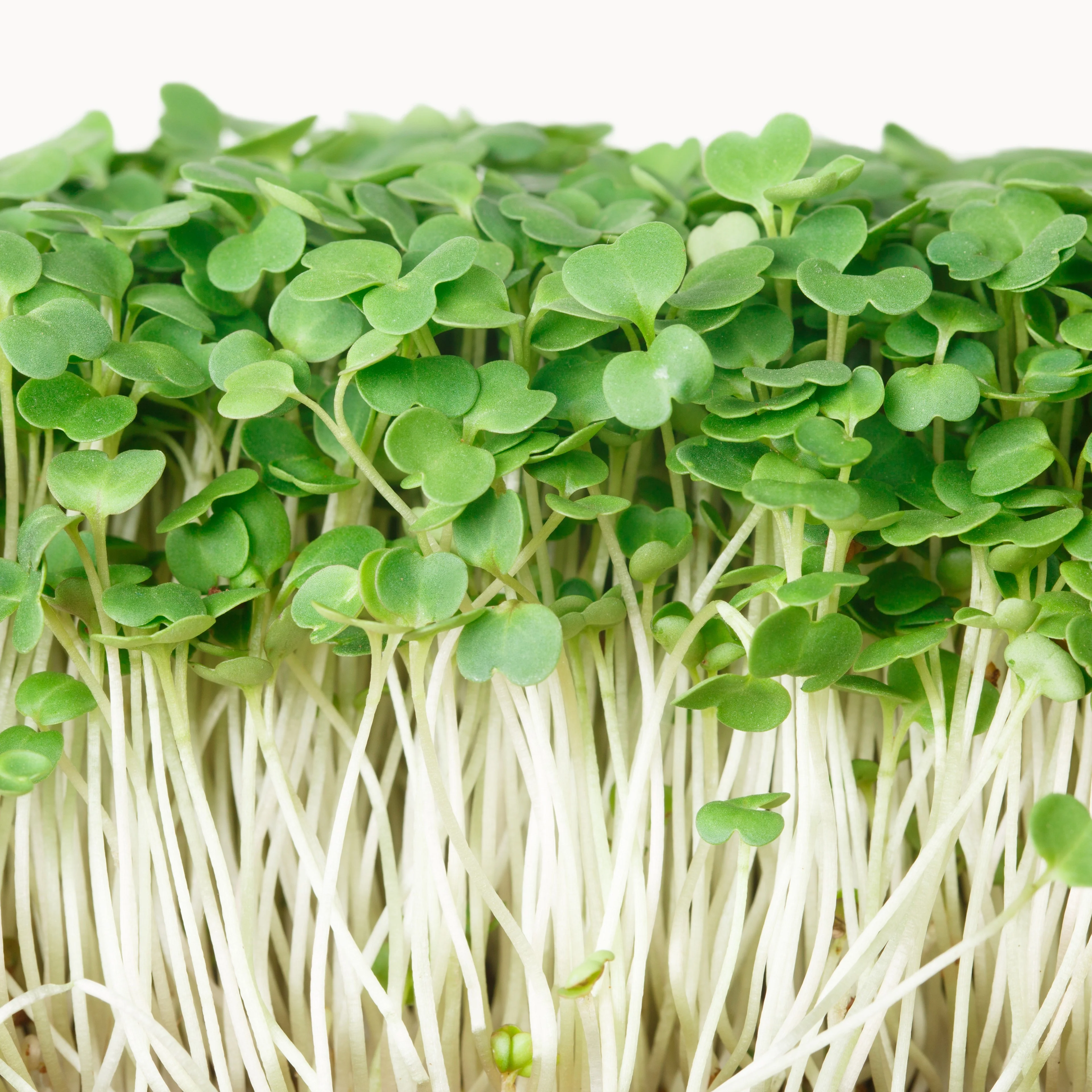 Germe de roquette bio