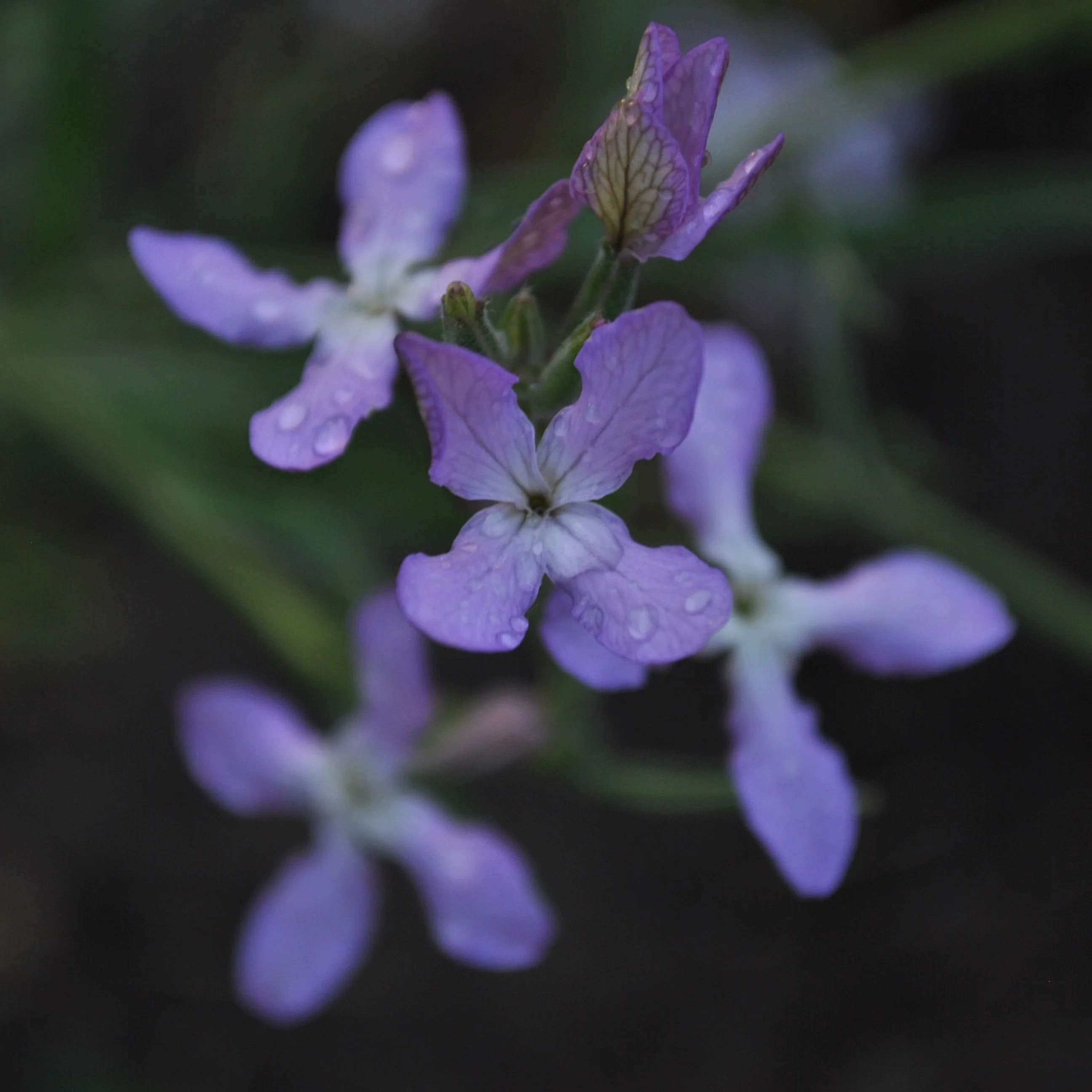 Giroflée d'été 'Matthiola Bicornis'