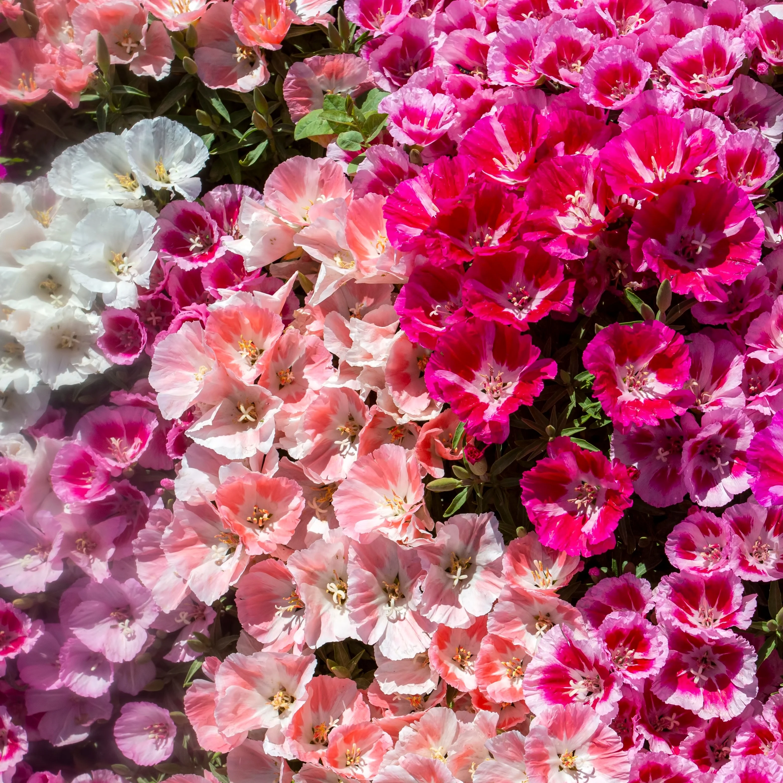 Godétia 'Azalée Fleurie'
