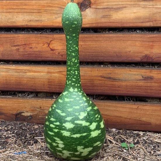 Gourde calebasse 'Speckled Swan' bio