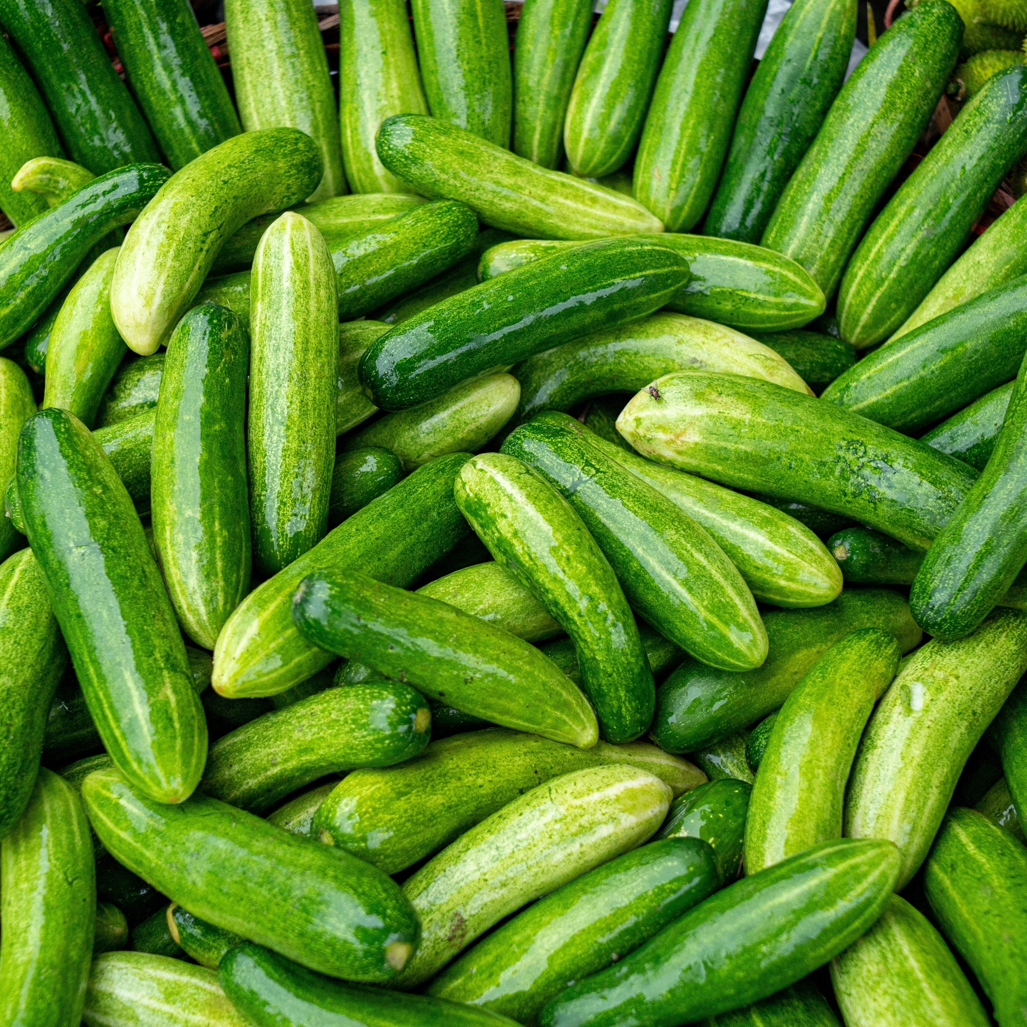 Concombre 'Slicemore'