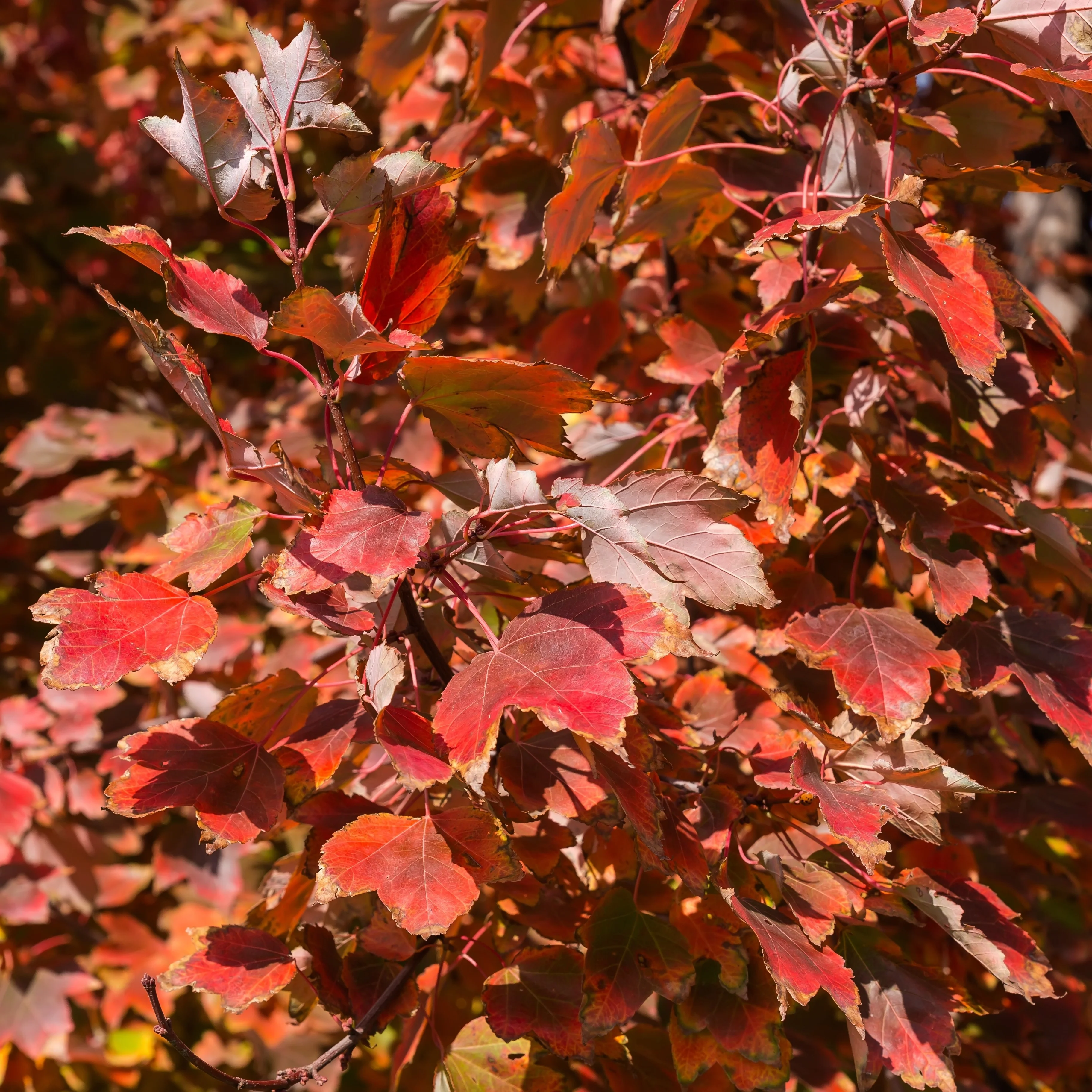 Ărable Rouge - Image 2