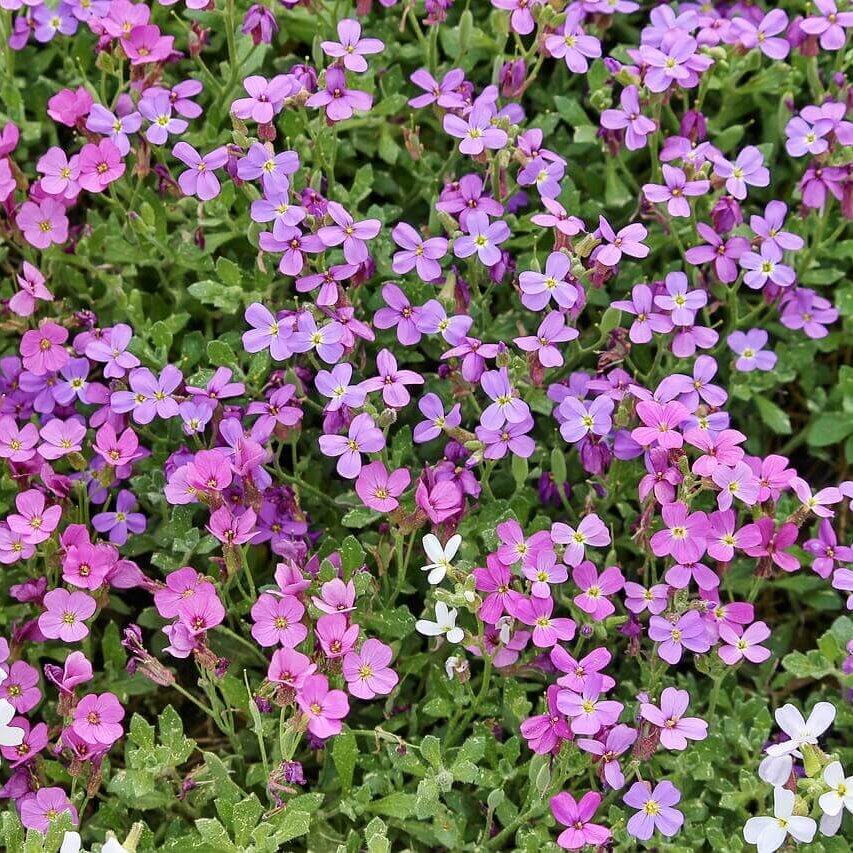 Faux Rocher de Cresson d'Aubretia