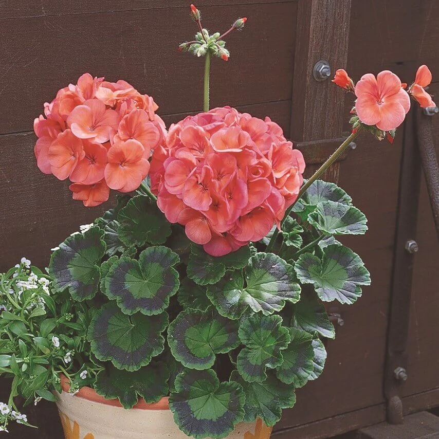 Géranium 'Maverick Corail'
