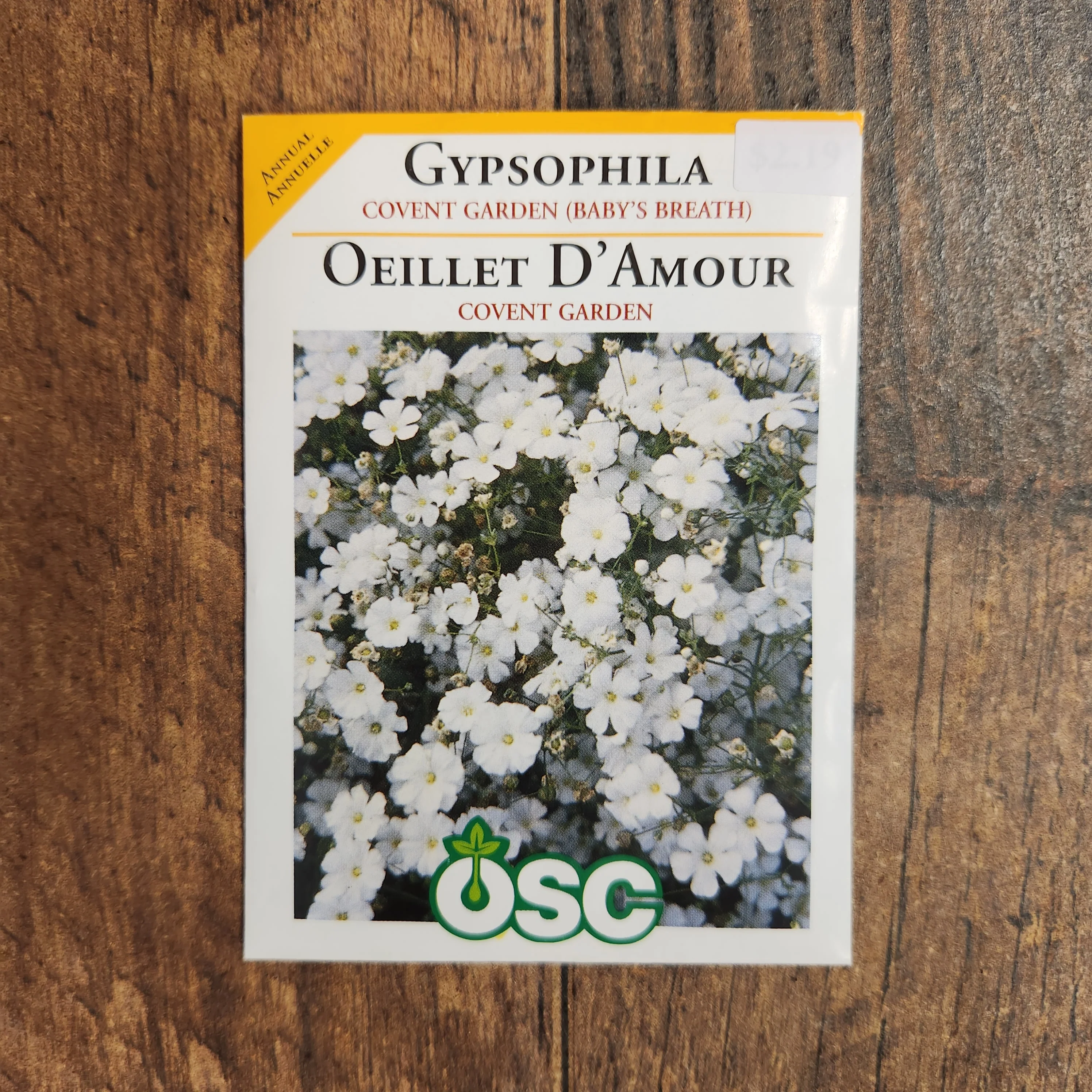 Gypsophile 'Covent Garden' - Image 2