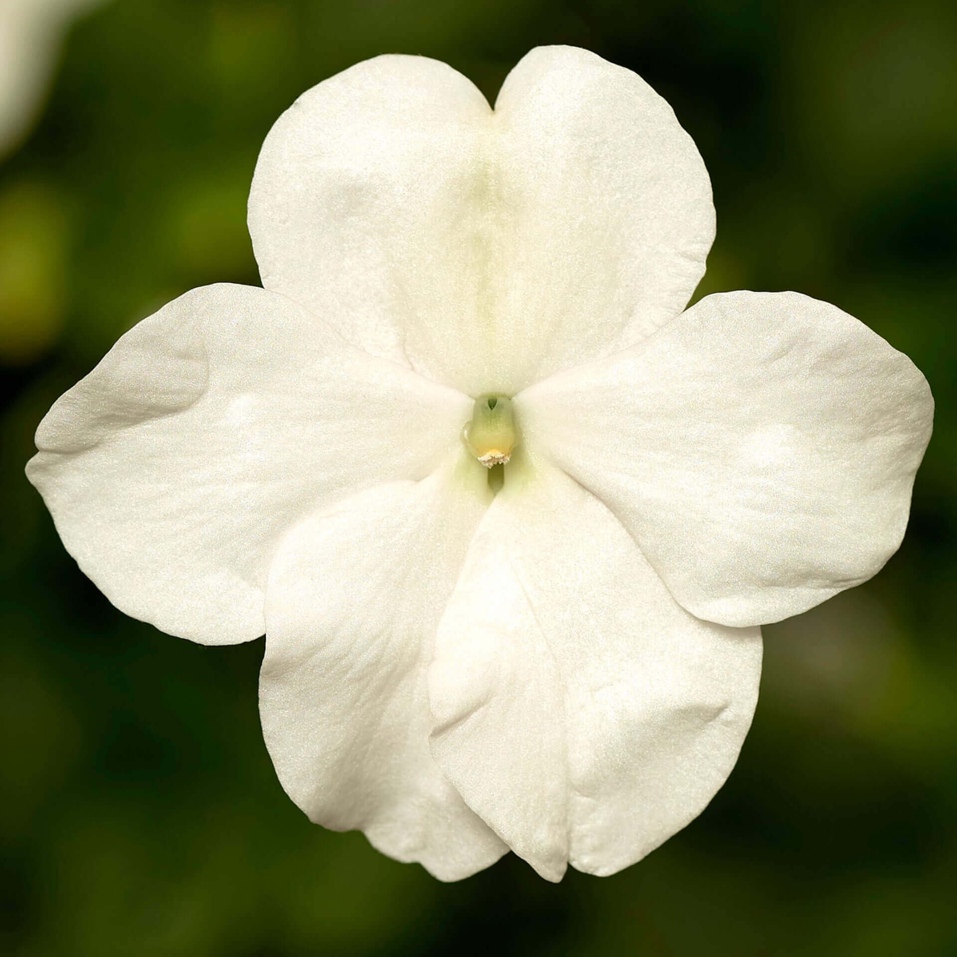 Impatiente 'Imara XDR White'