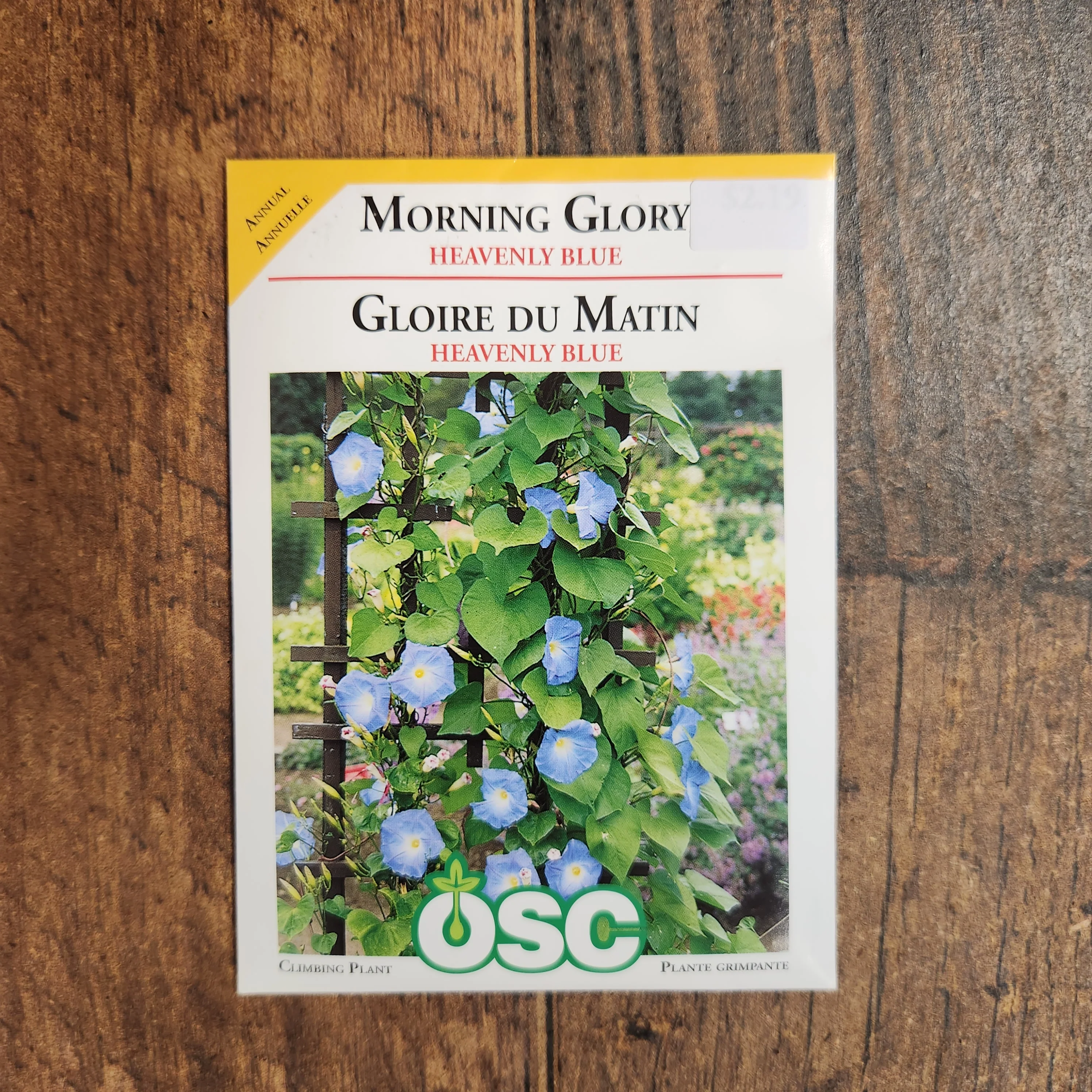 Ipomoea 'Heavenly Blue' - Image 2