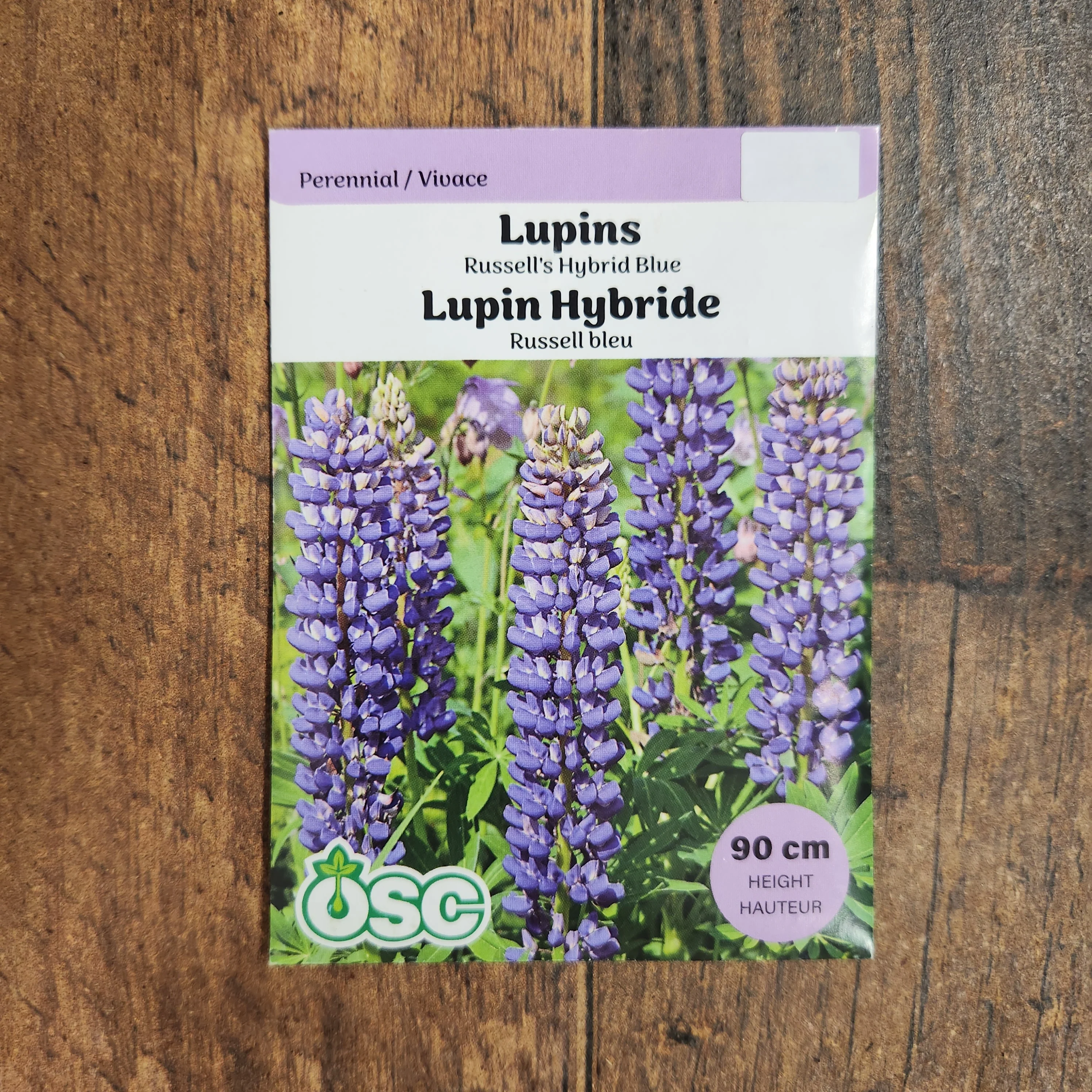 Lupin Hybride 'Bleu de Russell' - Image 2