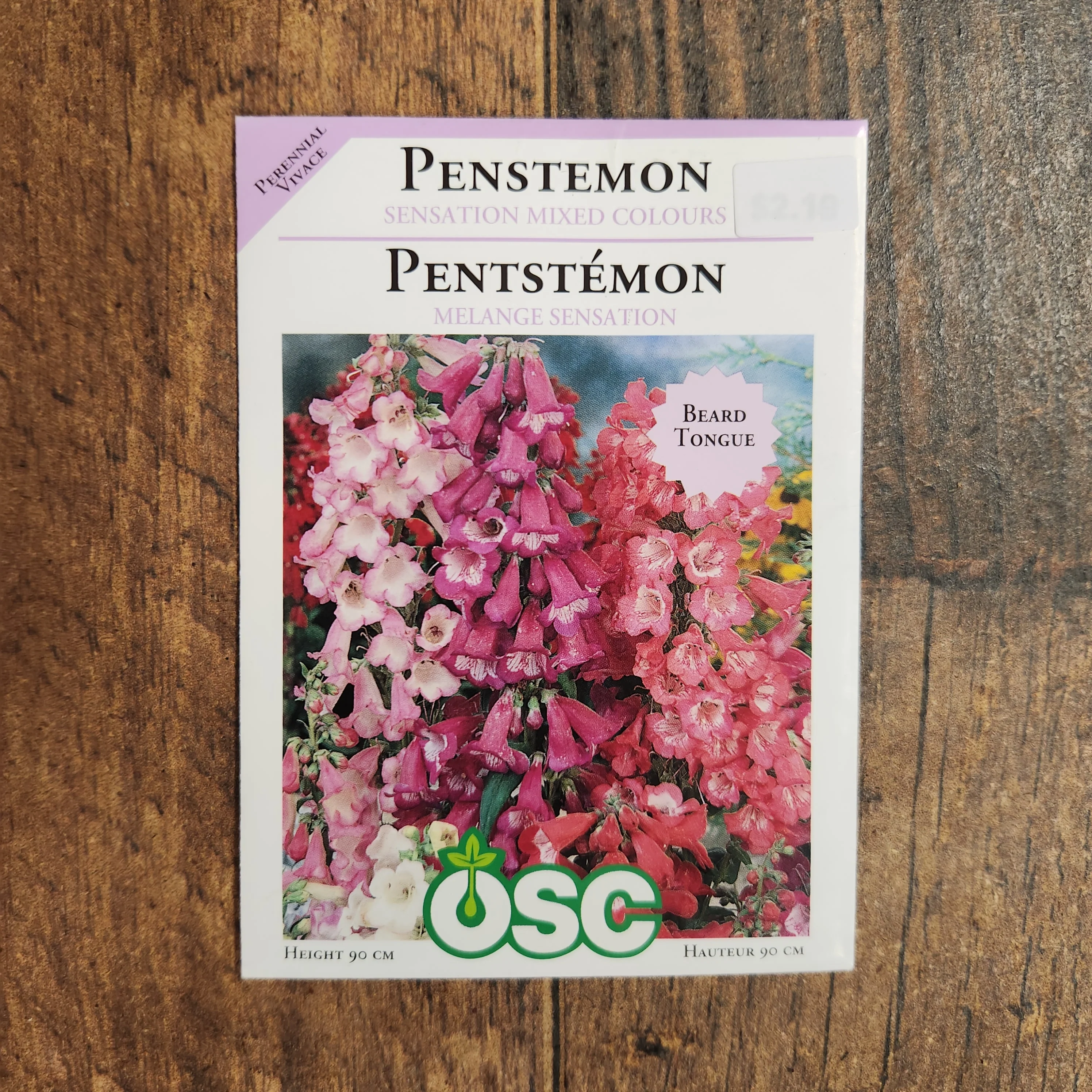 Penstémon 'Sensation Mixed Colours' - Image 2