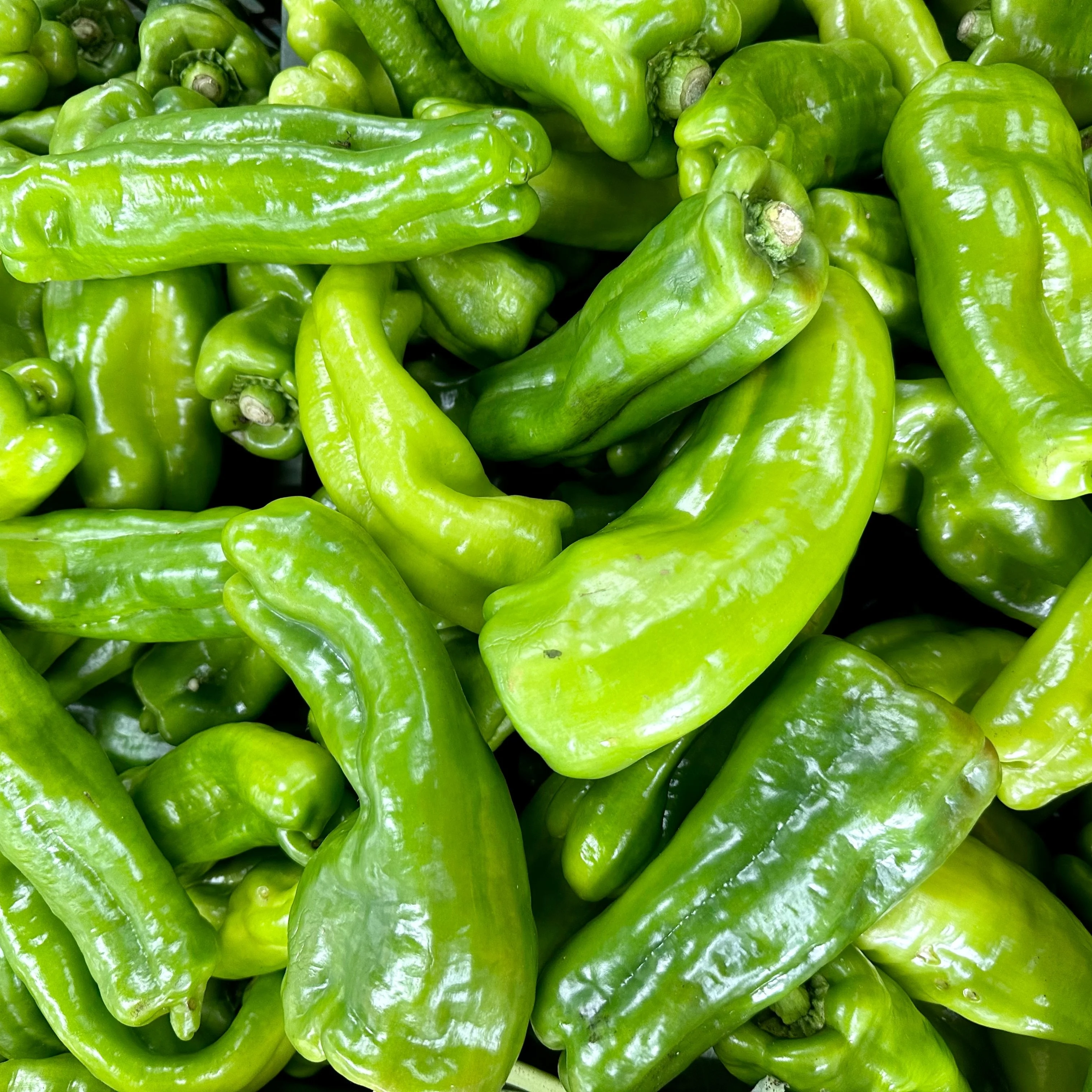 Poivron vert 'Sweet Cubanelle'