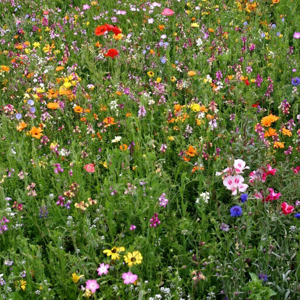 Mélange fleurs de prairie pollinisateurs d'abeilles