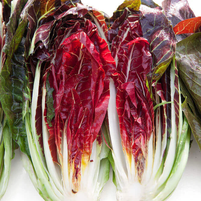 Radicchio 'Trévise'