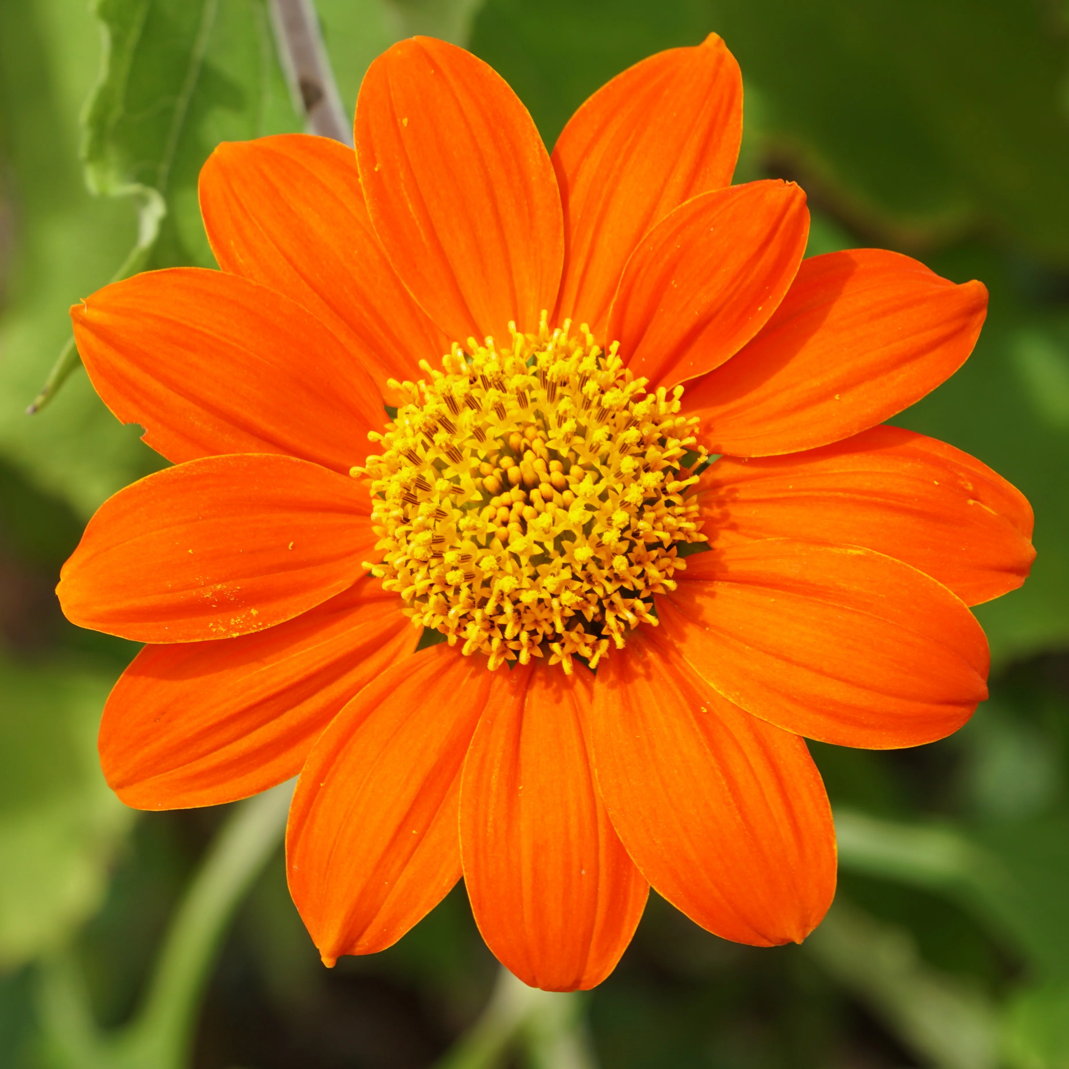 Tithonia 'Torche Mexicaine'