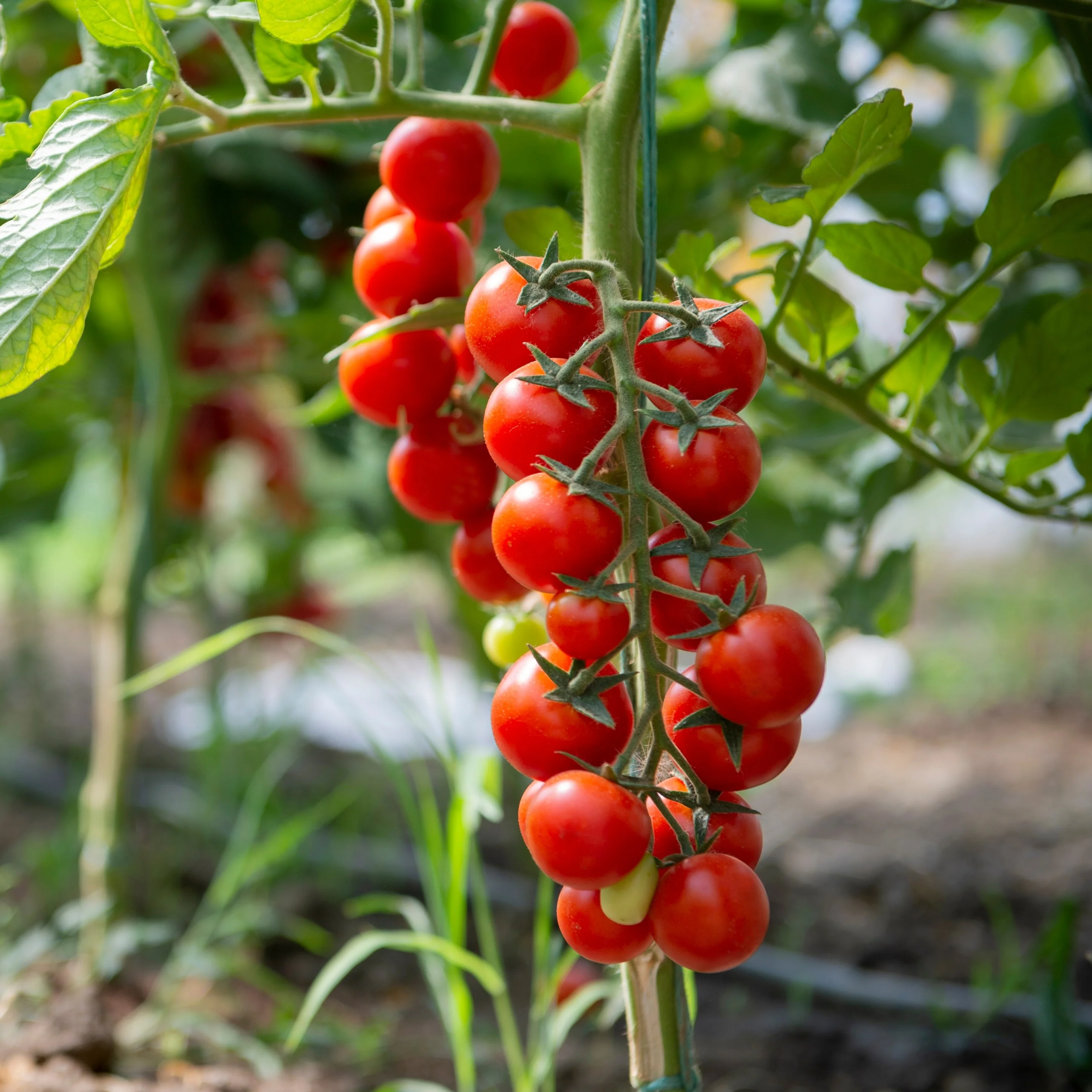 Tomate 'Sweetie'