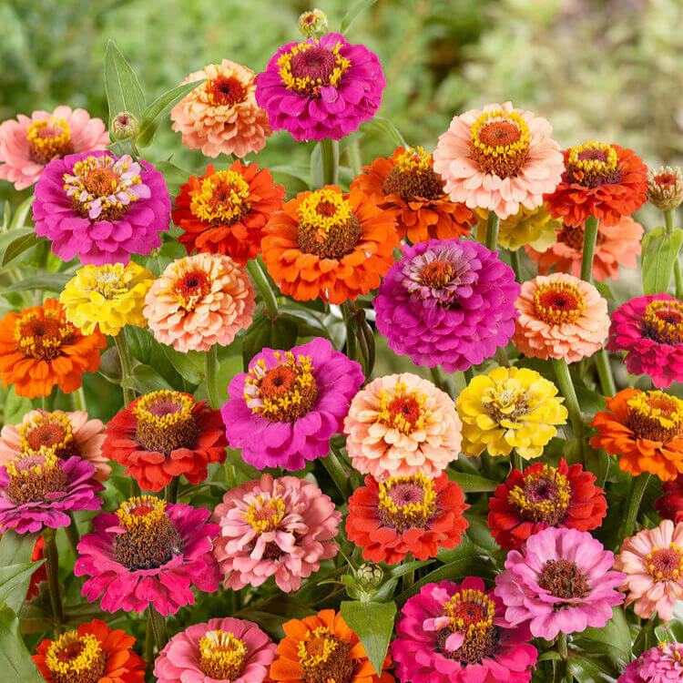 Mélange de zinnia 'Thumbelina'