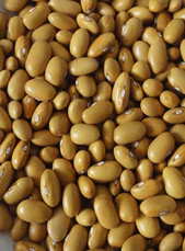 Haricot kidney jaune bio