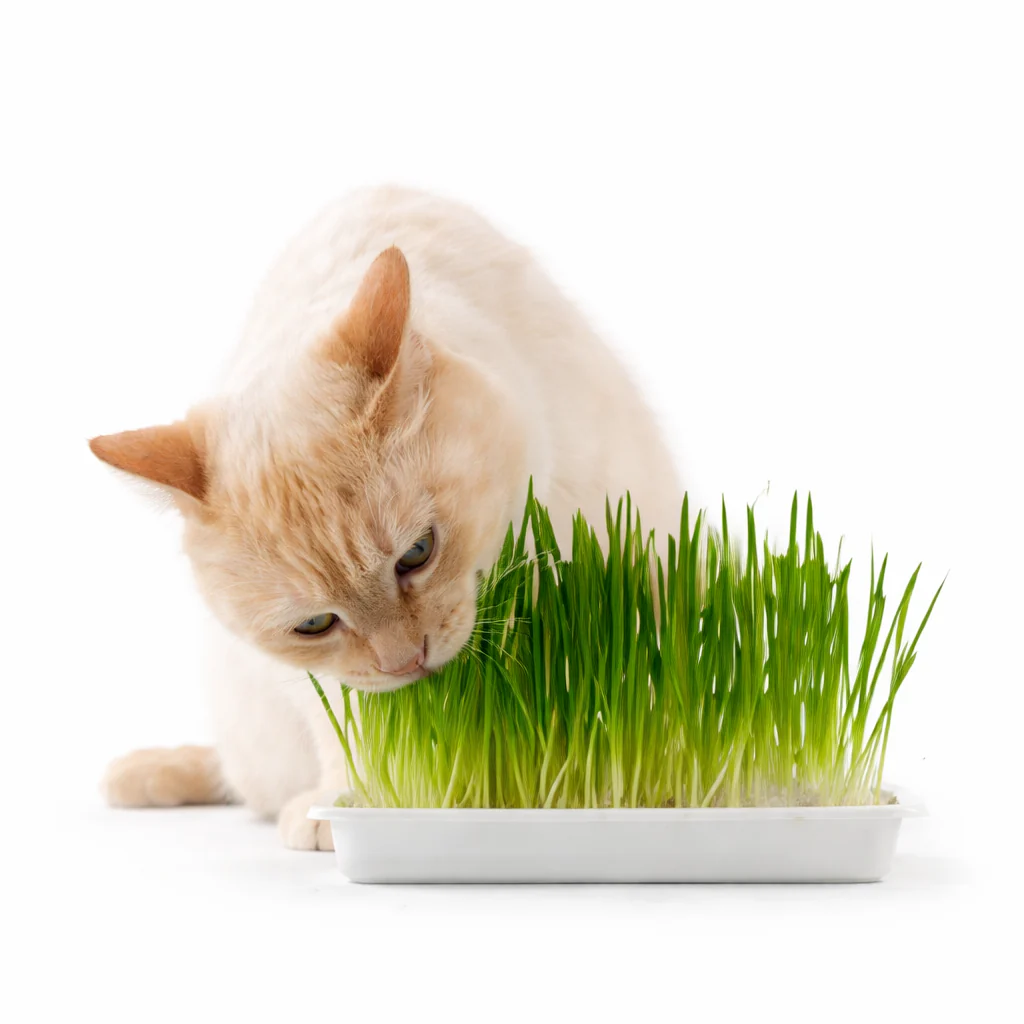 Herbe Ă chat