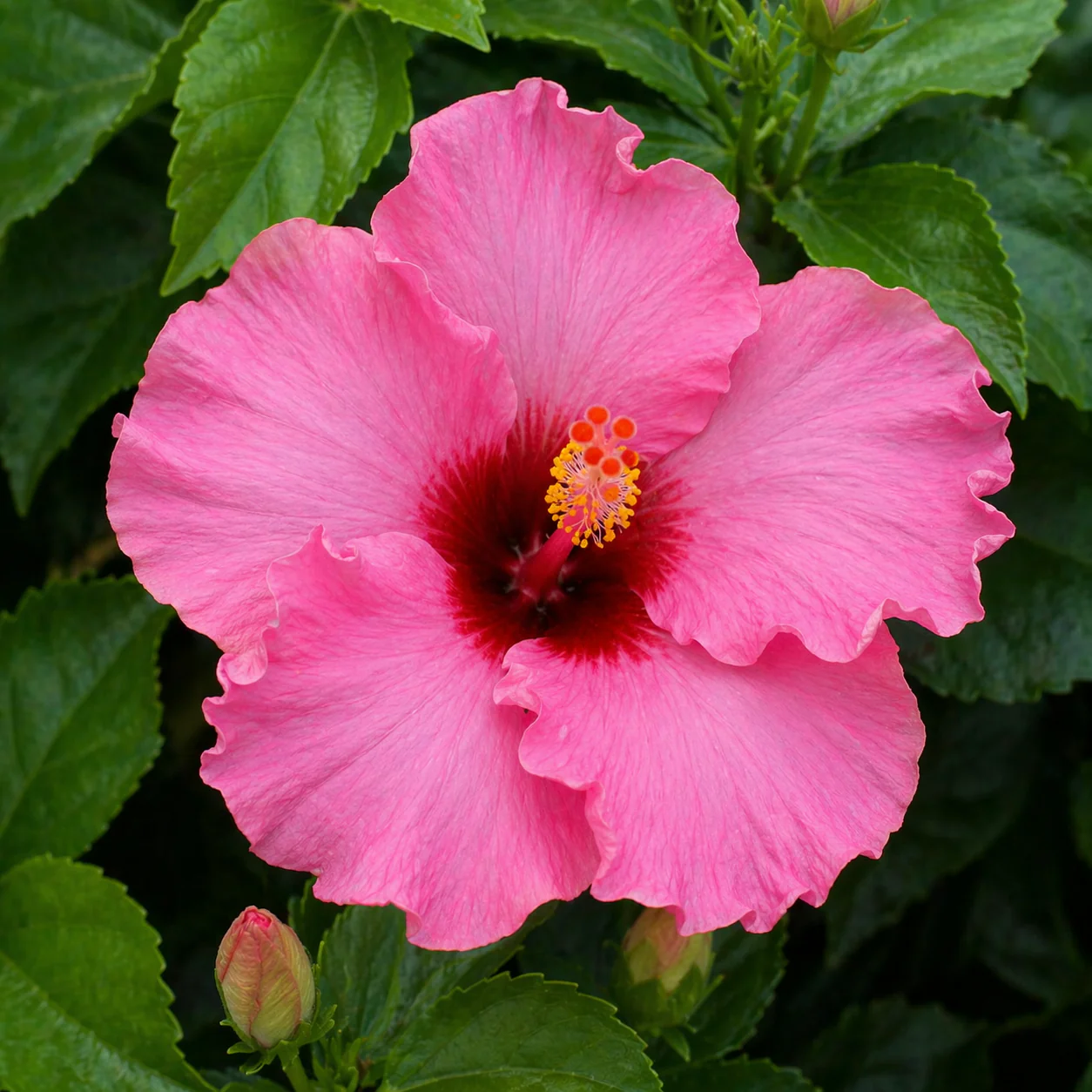 Hibiscus hollywood - Image 4