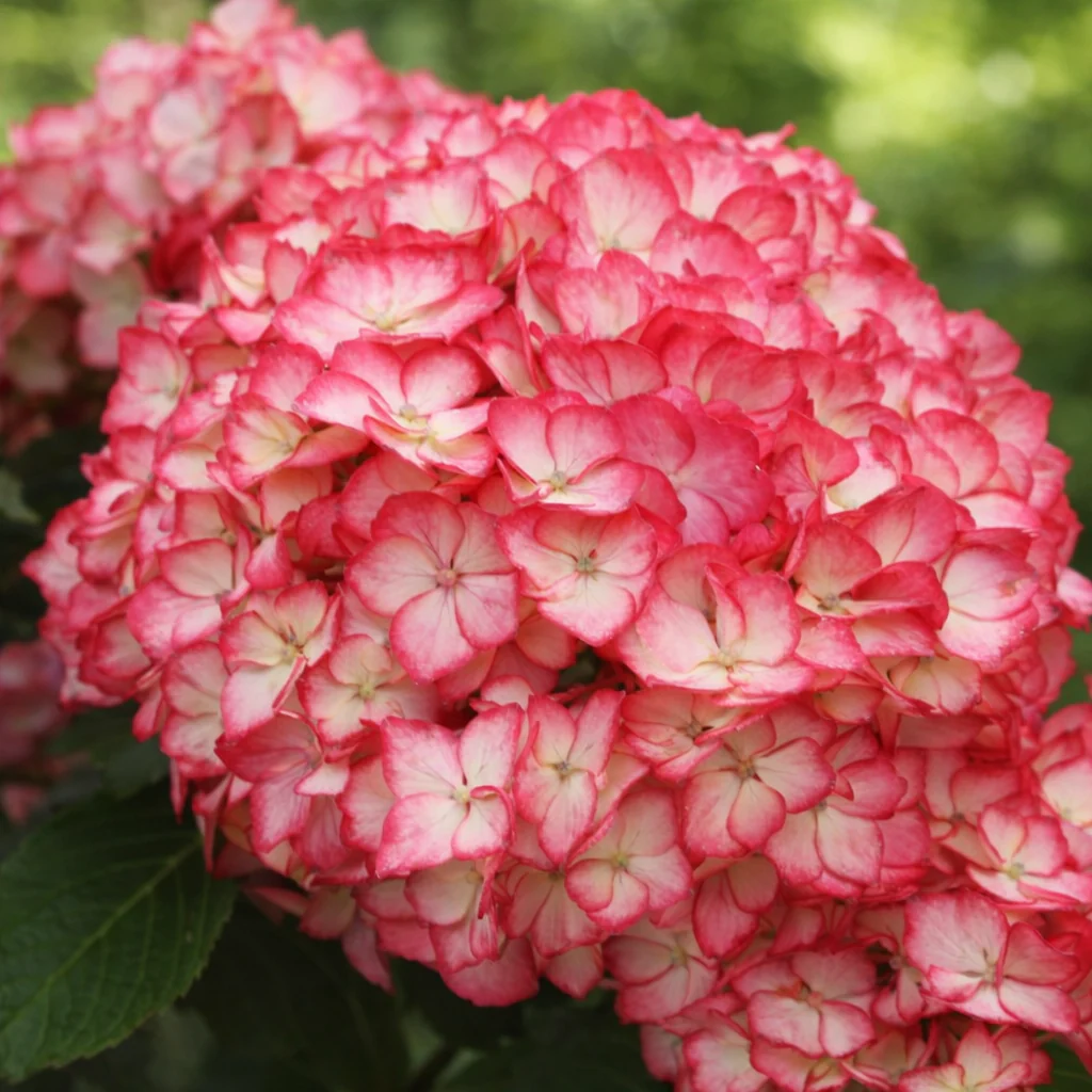 Hydrangea macrophylla 'Kimono' - Image 4