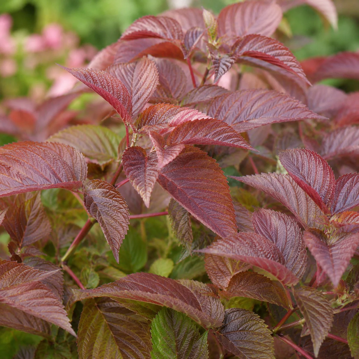 Hydrangea macrophylla 'Let's Dance Lovable' - Image 5