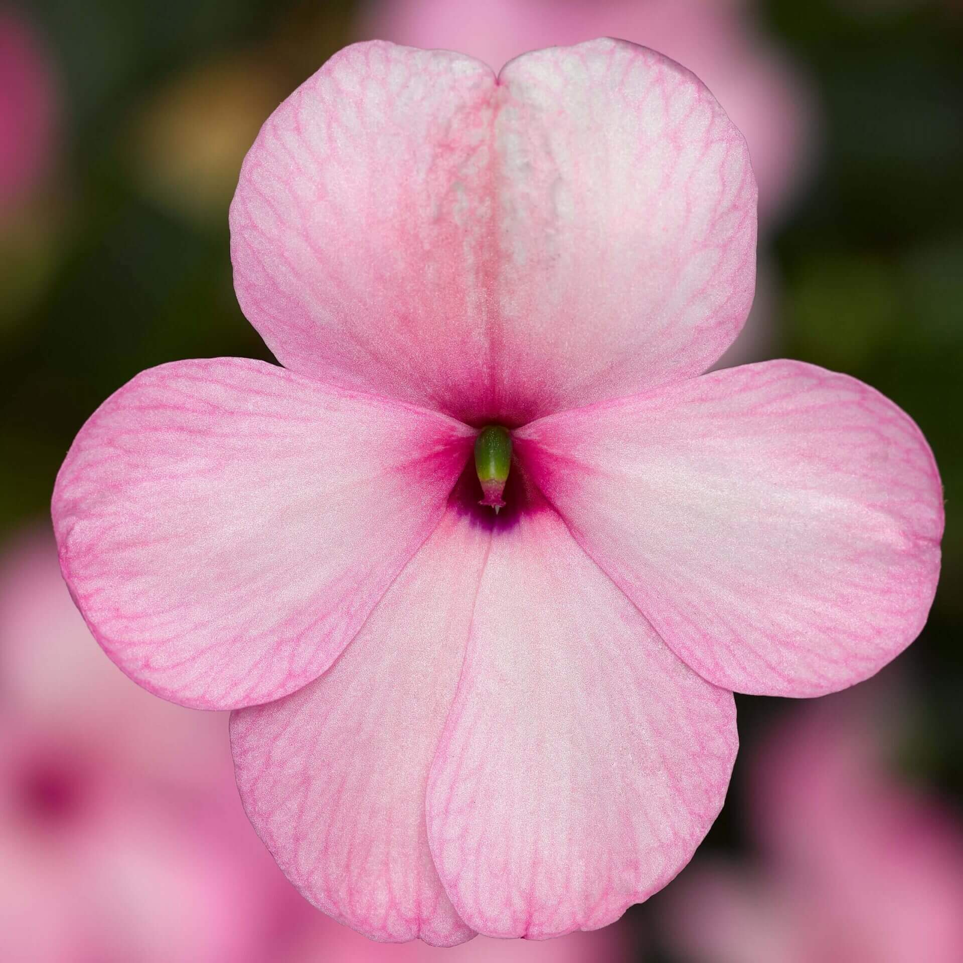 Impatiente 'Imara XDR Rose'
