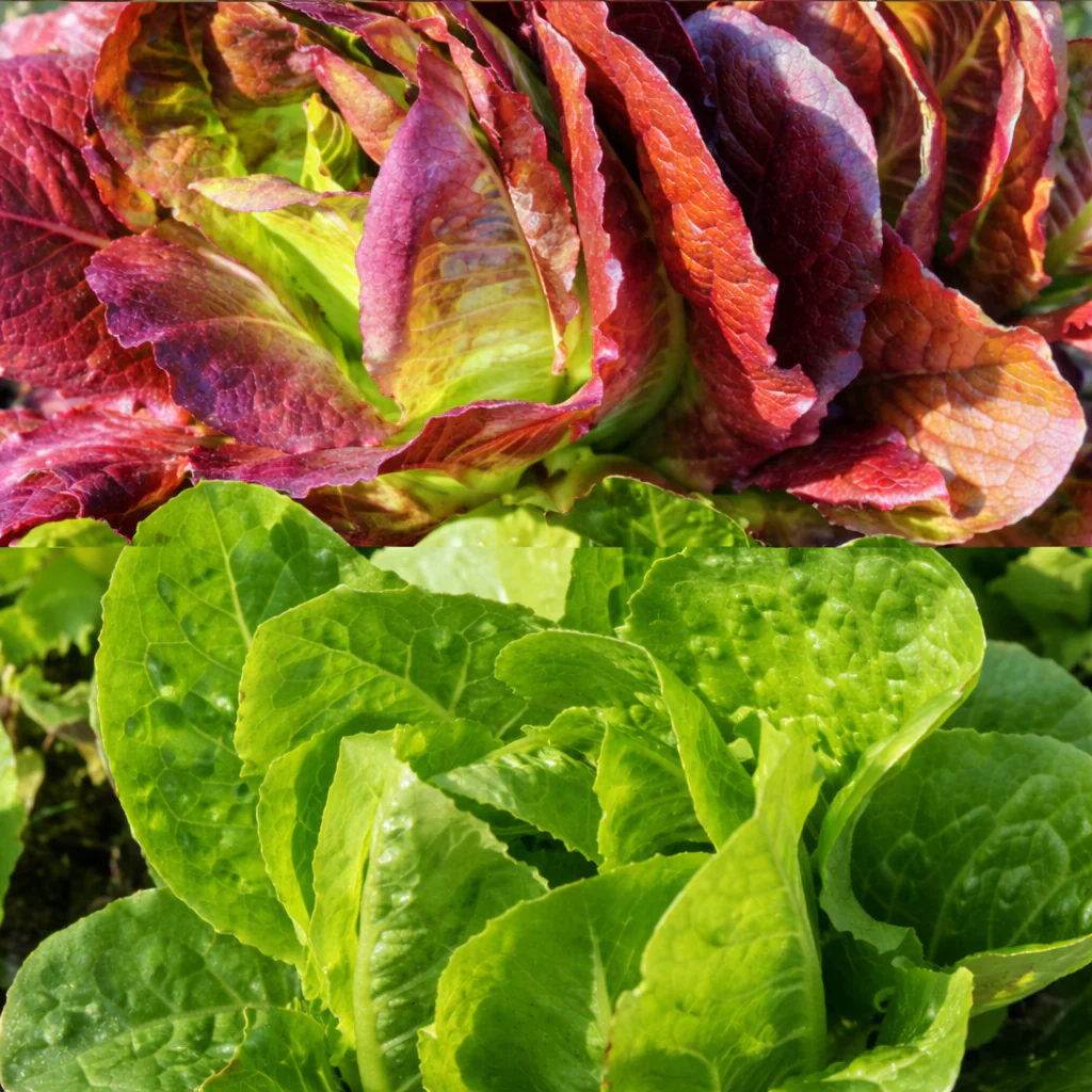 Mélange de laitue mini romaine bio