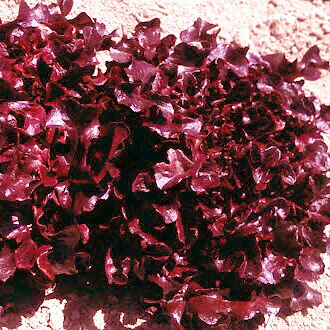 Laitue Ă feuilles de chĂȘne 'Outrageous Red'