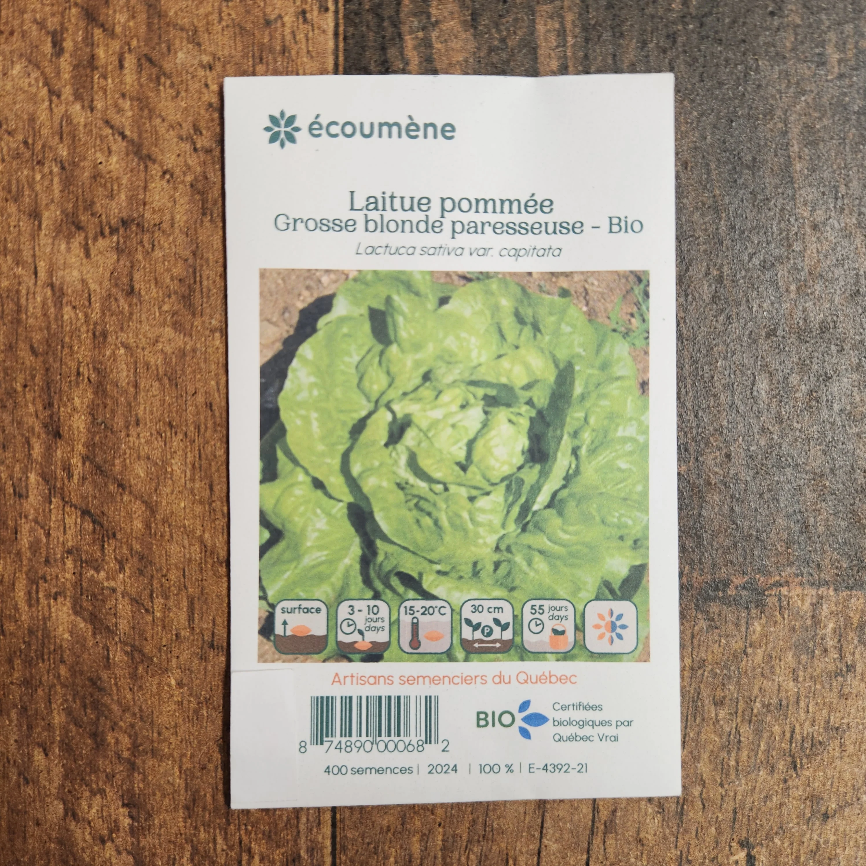 Laitue Pommée 'Grosse blonde Paresseuse' bio - Image 2