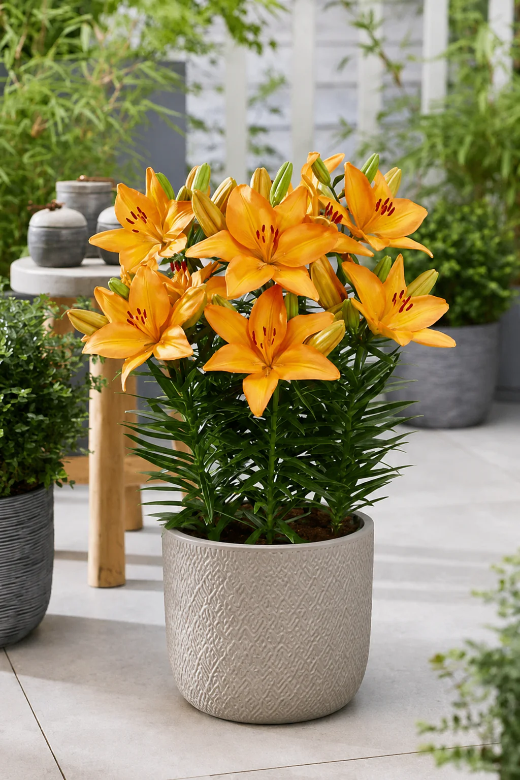Lilium 'Lava Joy' - Image 2